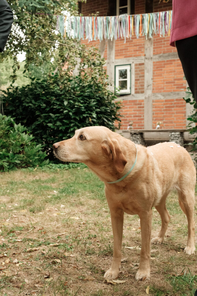 Hund Lotti im Garten bei der Hochzeit, Hochzeit Anne & Phil auf dem Hof Gottschalk in Helpsen